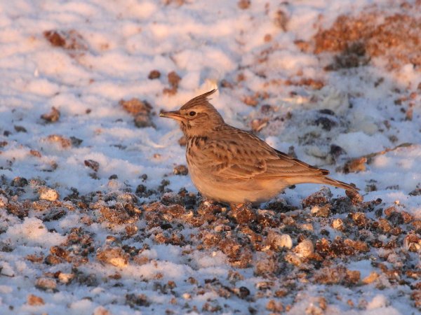Полевой Жаворонок зимовка