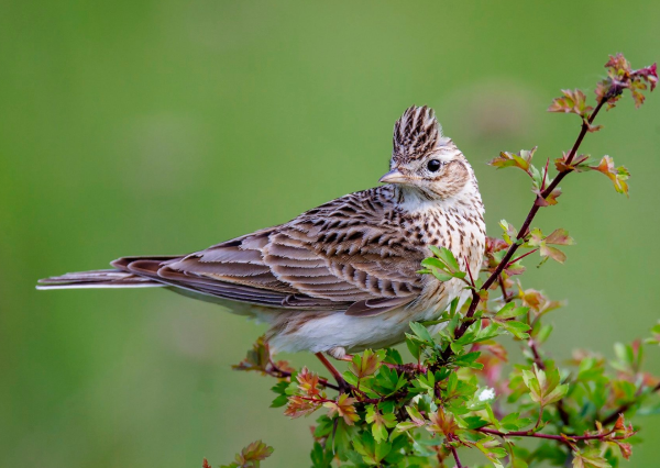 Полевой Жаворонок