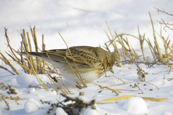 Жаворонок Весна