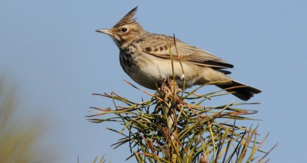 Жаворонки перелетные птицы