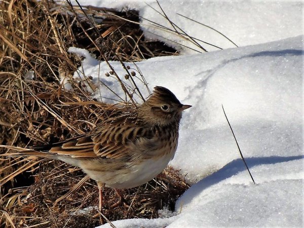 Полевой Жаворонок зимой