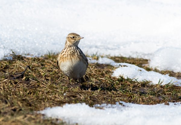 Жаворонок весной
