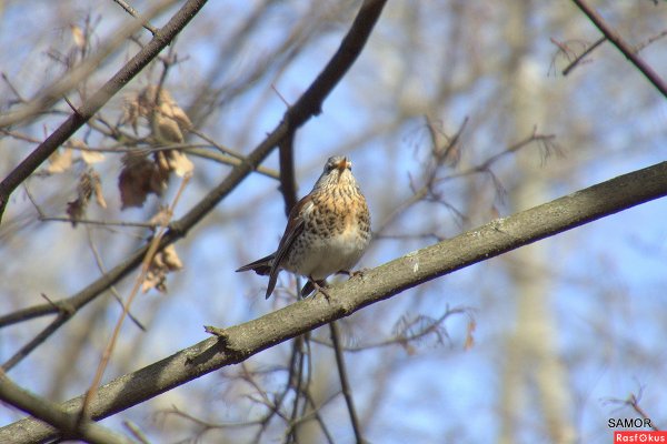 Дрозд в Башкирии
