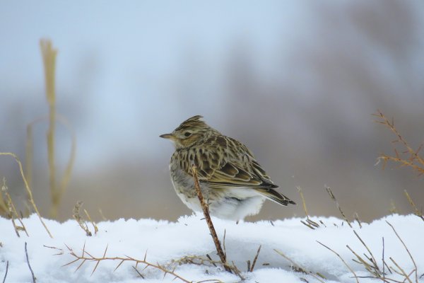Полевой Жаворонок стая
