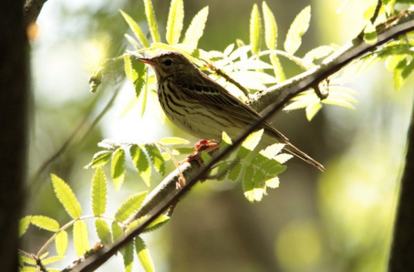 Певчий Жаворонок