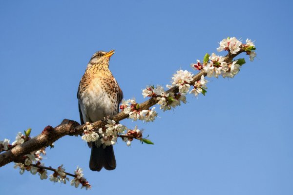 Весенний Жаворонок