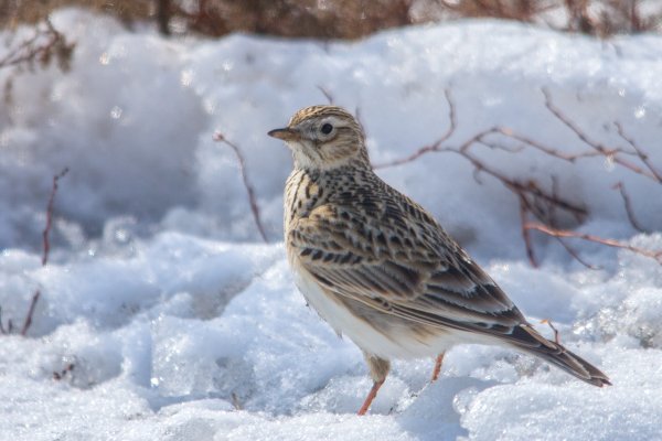 Полевой Жаворонок