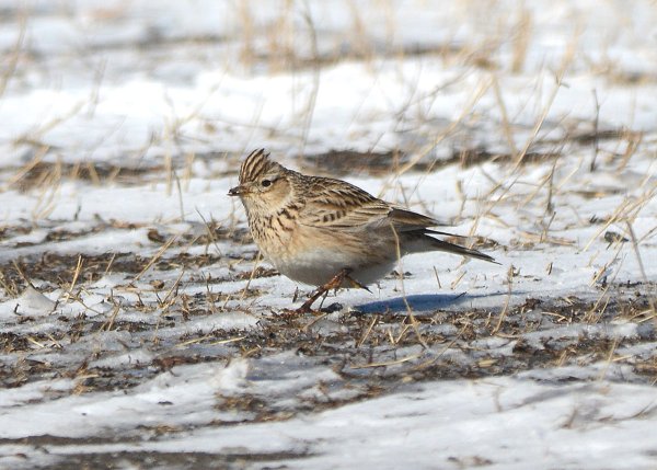Полевой Жаворонок