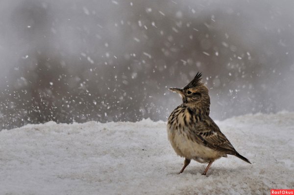 Жаворонок зимует