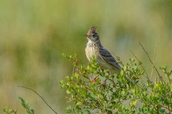 Обыкновенный полевой Жаворонок