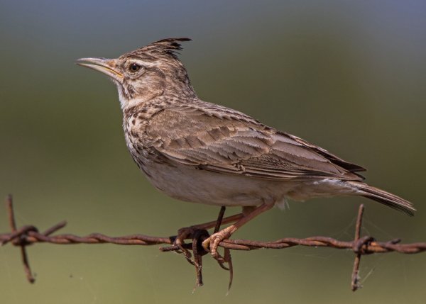 Жаворонок весной