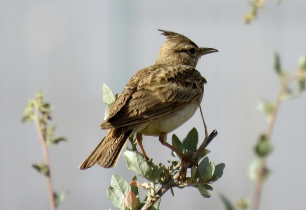 Хохлатые Жаворонки