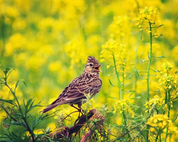Певчий Жаворонок
