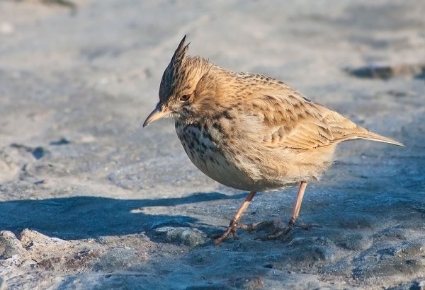 Зимний Жаворонок