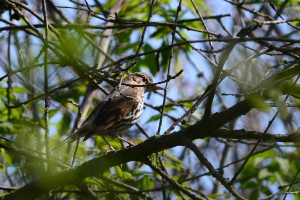 Лесной Жаворонок пение