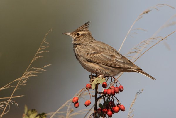 Птицы с хохолком средней полосы России