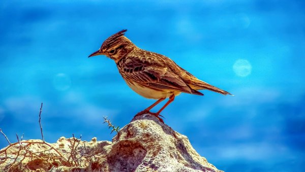 Жаворонок для детей