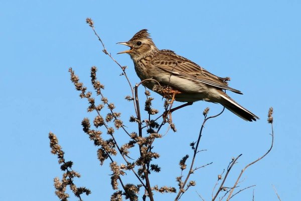 Птица полевой Жаворонок