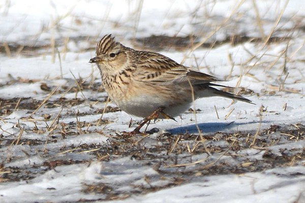 Птичка полевой Жаворонок