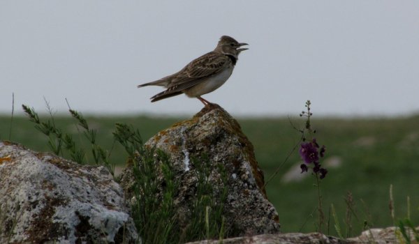 Отряд Жаворонок