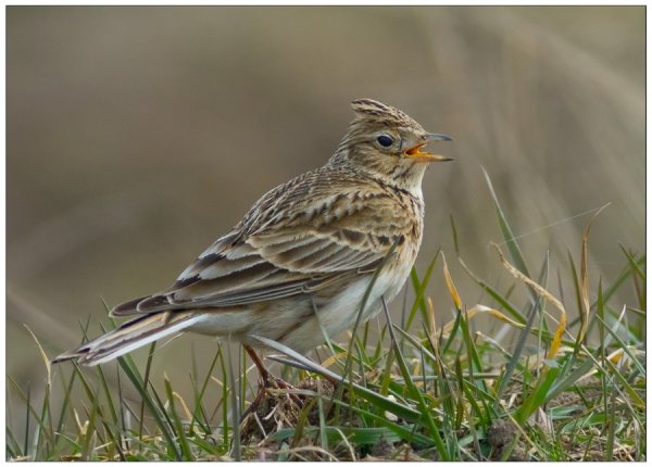 Соловей весной