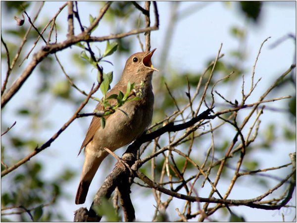 Хохлатый Жаворонок зимой