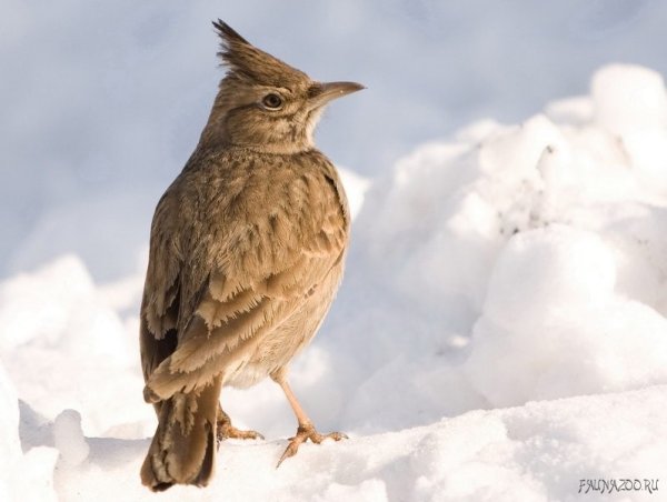 Skylark («Жаворонок»)