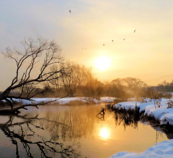 Птицы летом