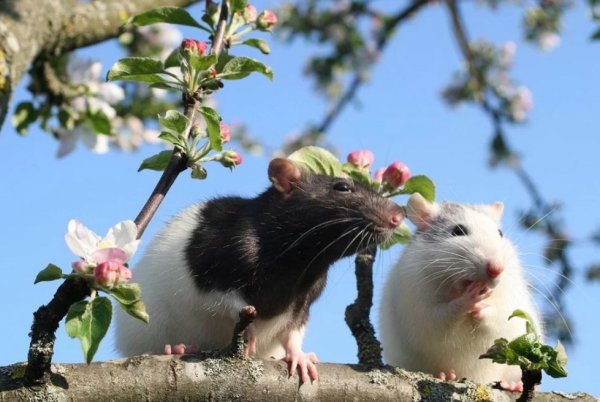 Весна животные