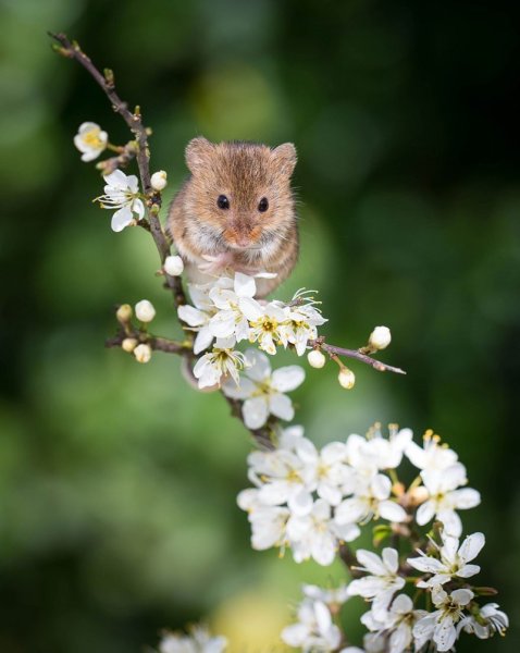 Мышь полевка