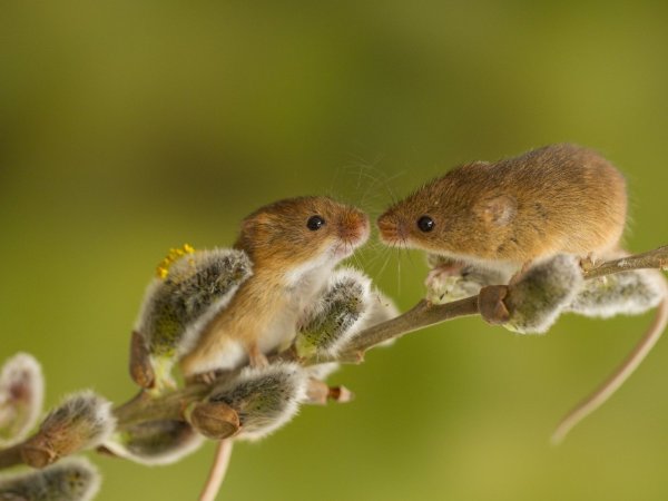 Мышь Малютка полевка