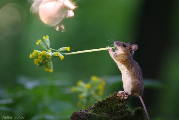 Весенняя Лесная мышь