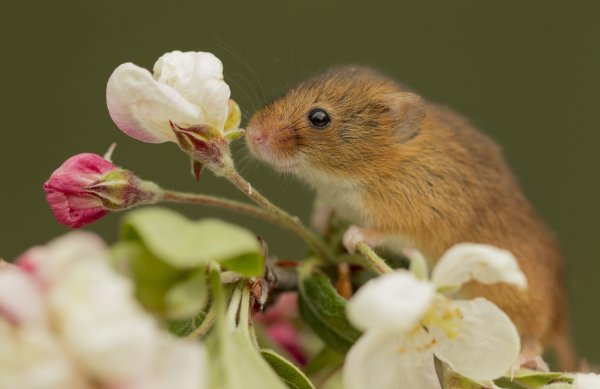 Орешниковая Соня Детеныши