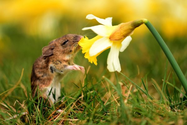 Цветы и животные