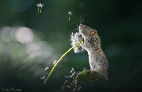 Вадим Трунов фотограф мышки