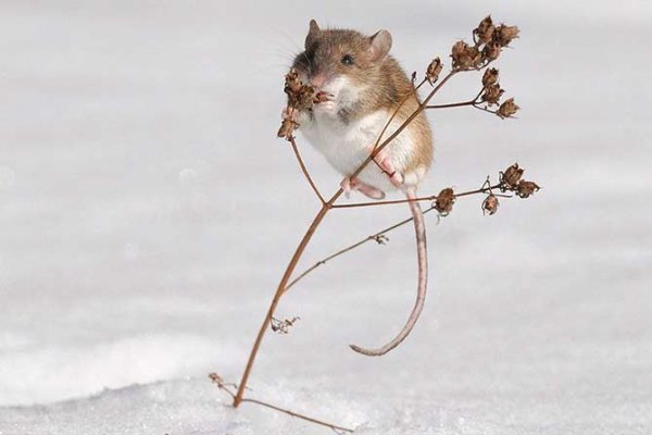 Мышка полевка зимняя