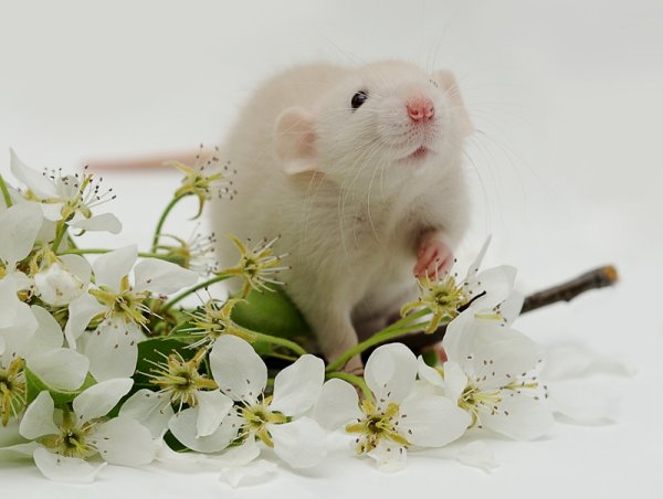 Мышь с цветами