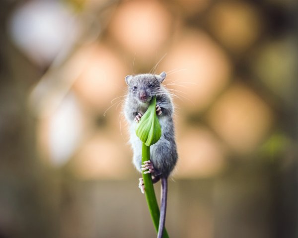 Крыса с цветочком