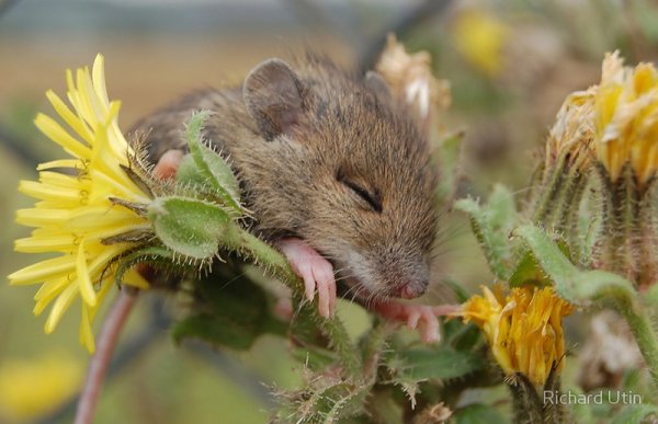 Мышь в цветке