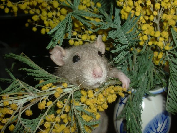 Крыса с цветами