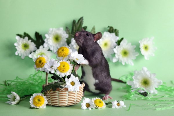 Мышка полевка маленькая