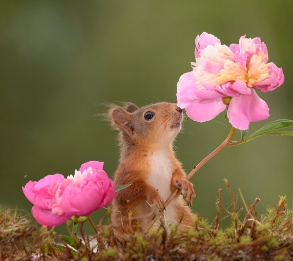 Европейская Полевая мышь