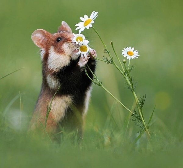 Мышь в цветах
