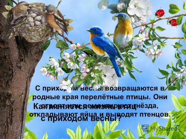 Птицы весной возвращаются в родные края