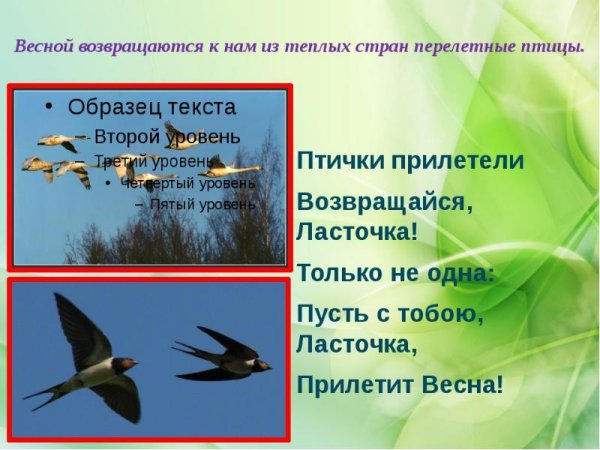 Презентация птицы прилетели