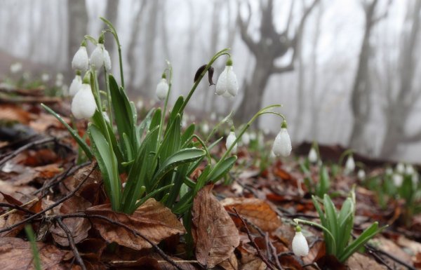 Природа Весна апрель