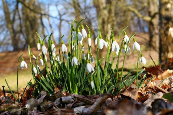 Коваль подснежники