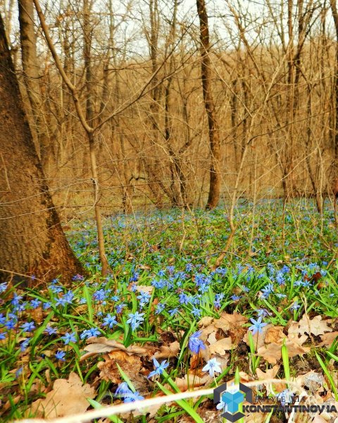 Весенняя Поляна с подснежниками