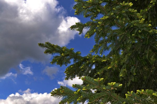 Елка цветет