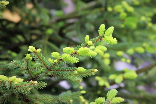 Молодые побеги пихты